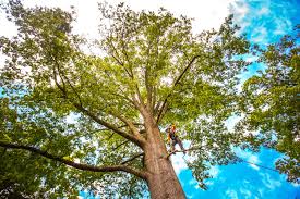 Best Tree Health Inspection  in Stony Prairie, OH