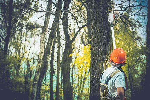 Best Tree Trimming and Pruning  in Stony Prairie, OH