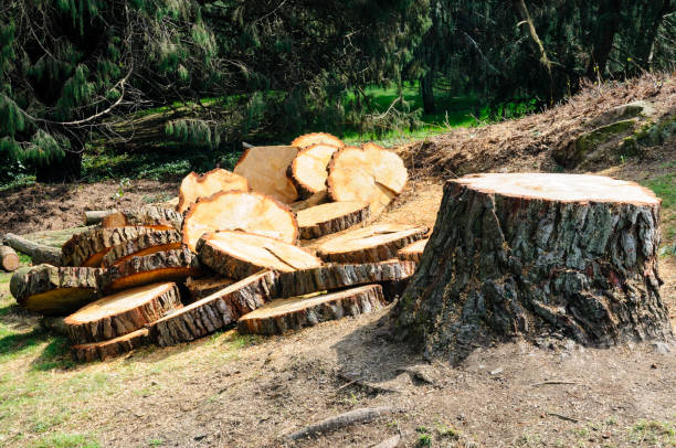 Best Tree Removal  in Stony Prairie, OH